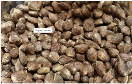 Palm Kernel Seeds and Oil