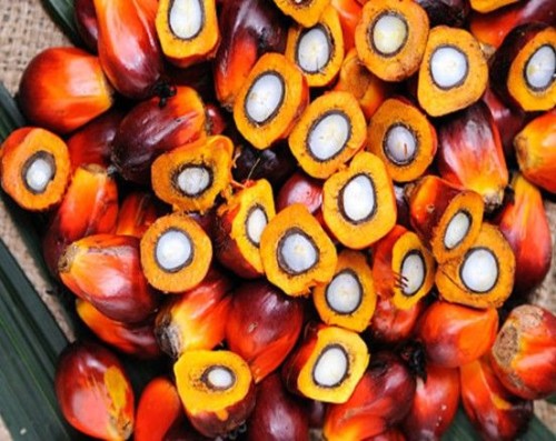 Palm Kernel Seeds and Oil