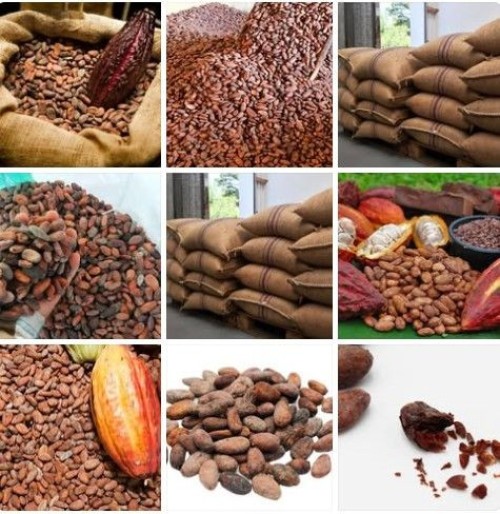 Premium Quality Cocoa Beans