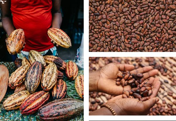 Premium Quality Cocoa Beans