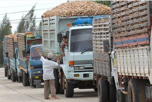 Cassava Chips and Starch and other derivative products