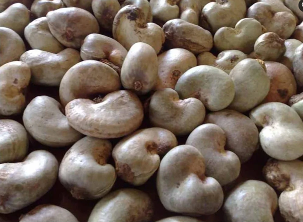 100% Original Food Grade Raw Cashew Nuts