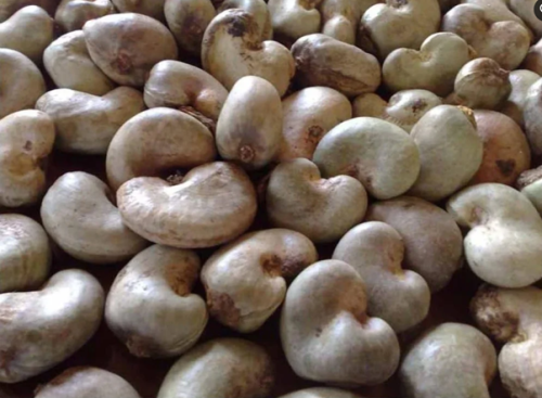 100% Original Food Grade Raw Cashew Nuts