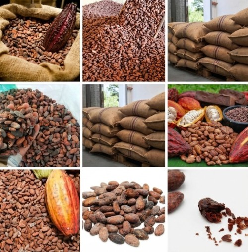 Premium Quality Cocoa Beans