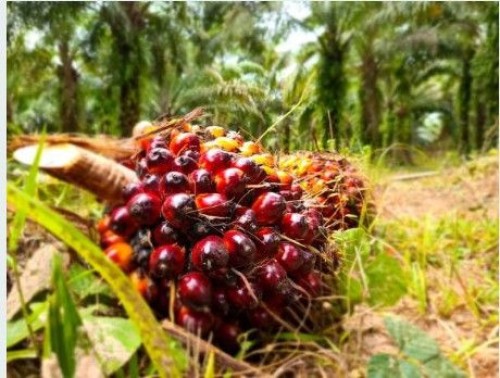 Palm Oil